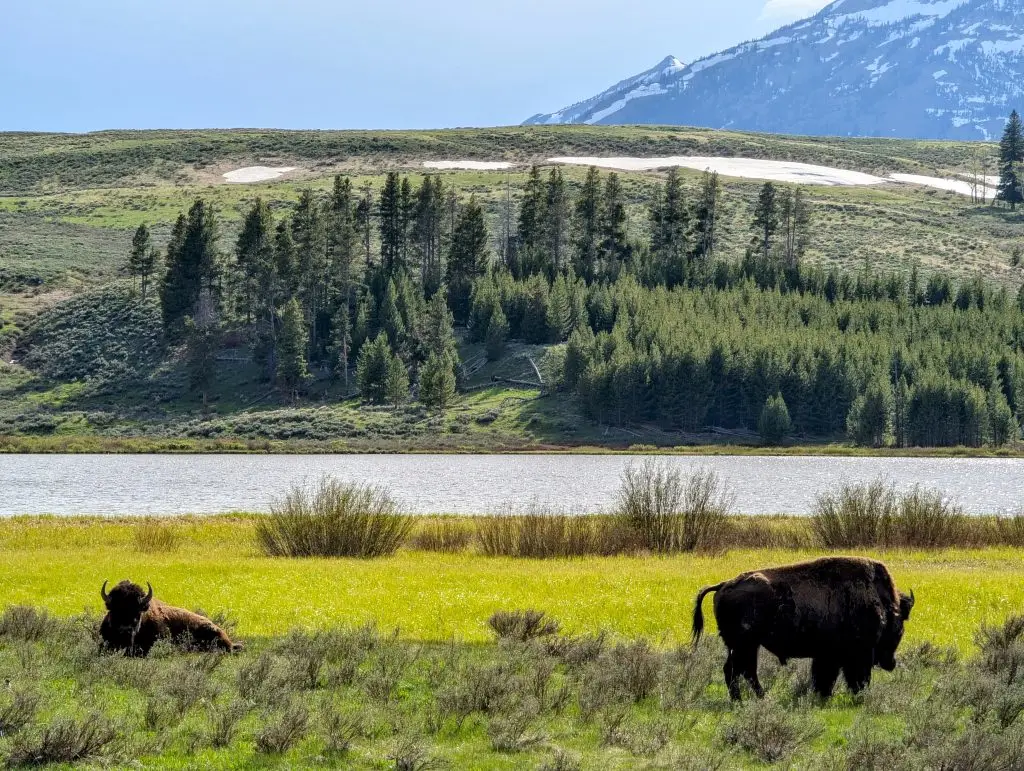Yellowstone Reentry Reflection